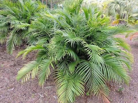 Cat palm cold hardiness
