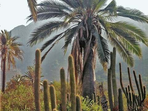 Chilean wine palm cold hardiness