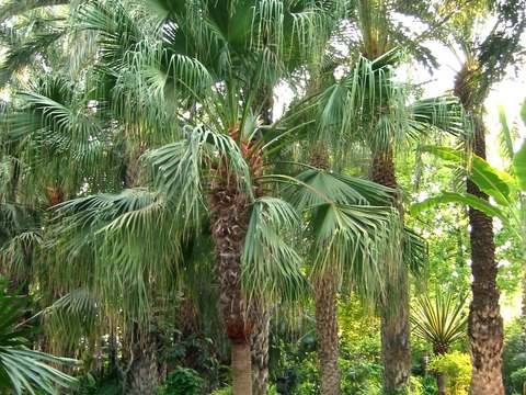 Chinese fan palm cold hardiness