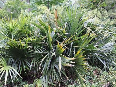 Dwarf palmetto cold hardiness