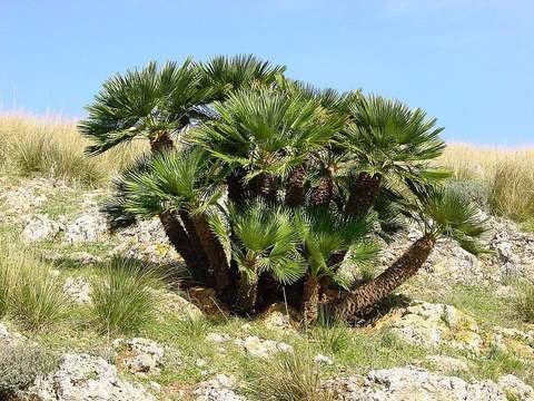 European fan palm cold hardiness