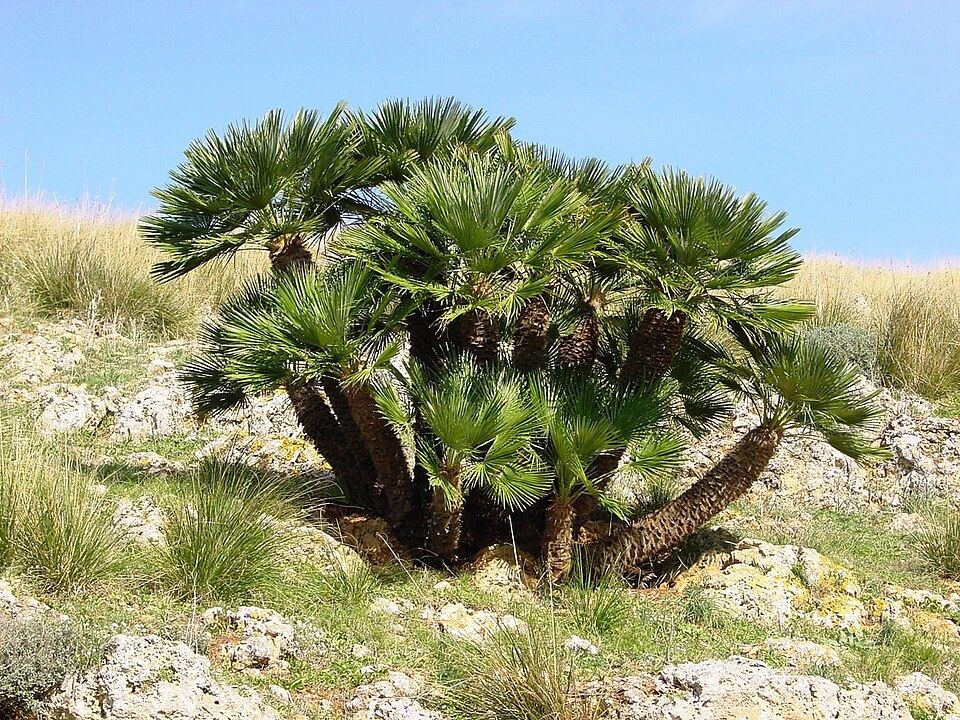 European fan palm
