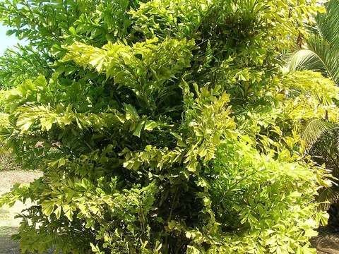 Fishtail palm cold hardiness