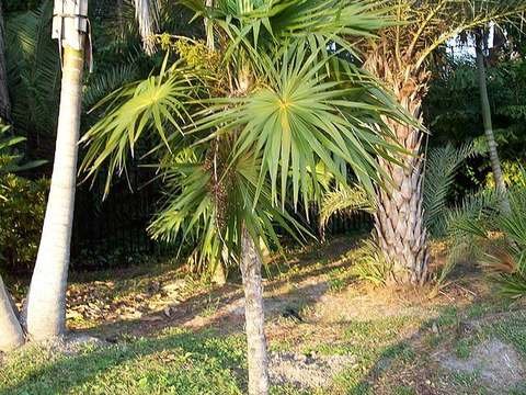 Florida thatch palm cold hardiness