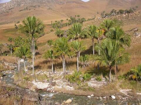 High plateau coconut palm cold hardiness