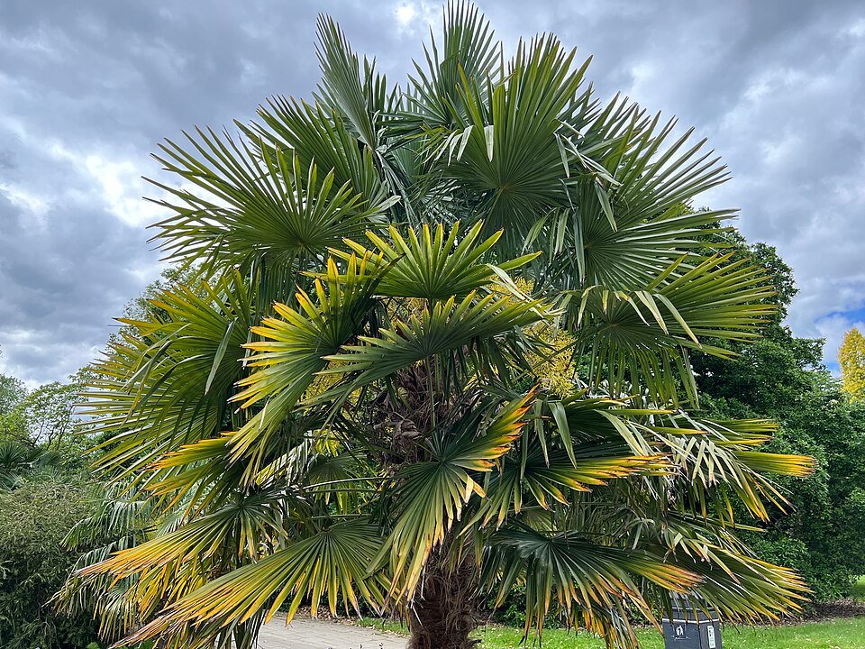 Chinese windmill palm with a full fan crown in a cool-climate garden at Kew