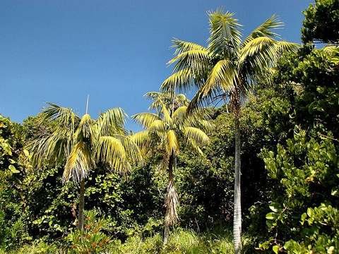 Kentia palm cold hardiness