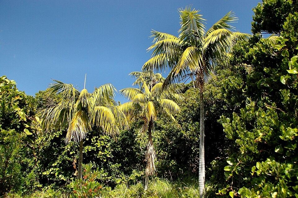 Kentia palm