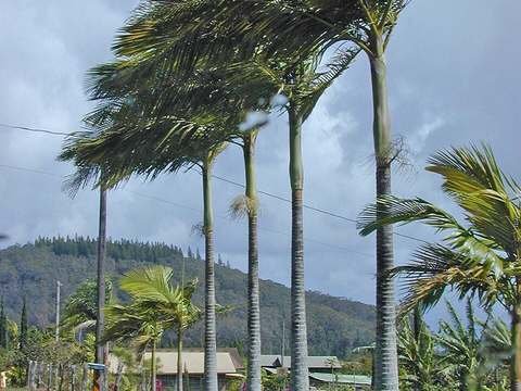 King palm cold hardiness