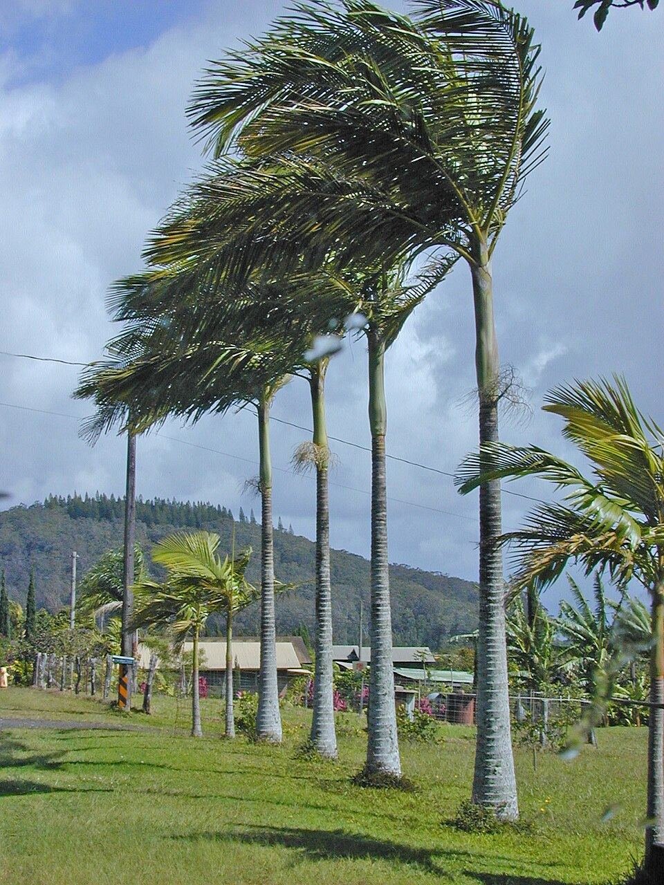 King palm