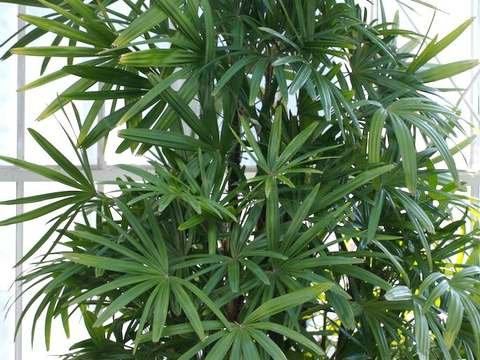 Lady palm cold hardiness
