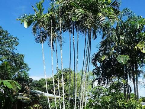 Macarthur palm cold hardiness