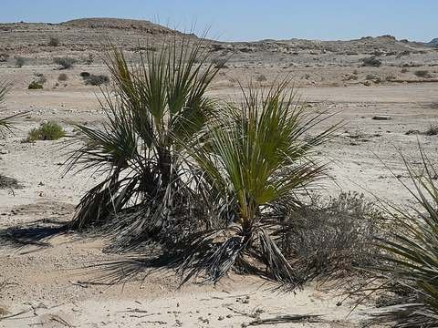Mazari palm cold hardiness