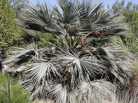 Mexican blue palm cold hardiness