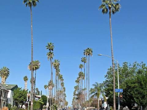 Mexican fan palm cold hardiness