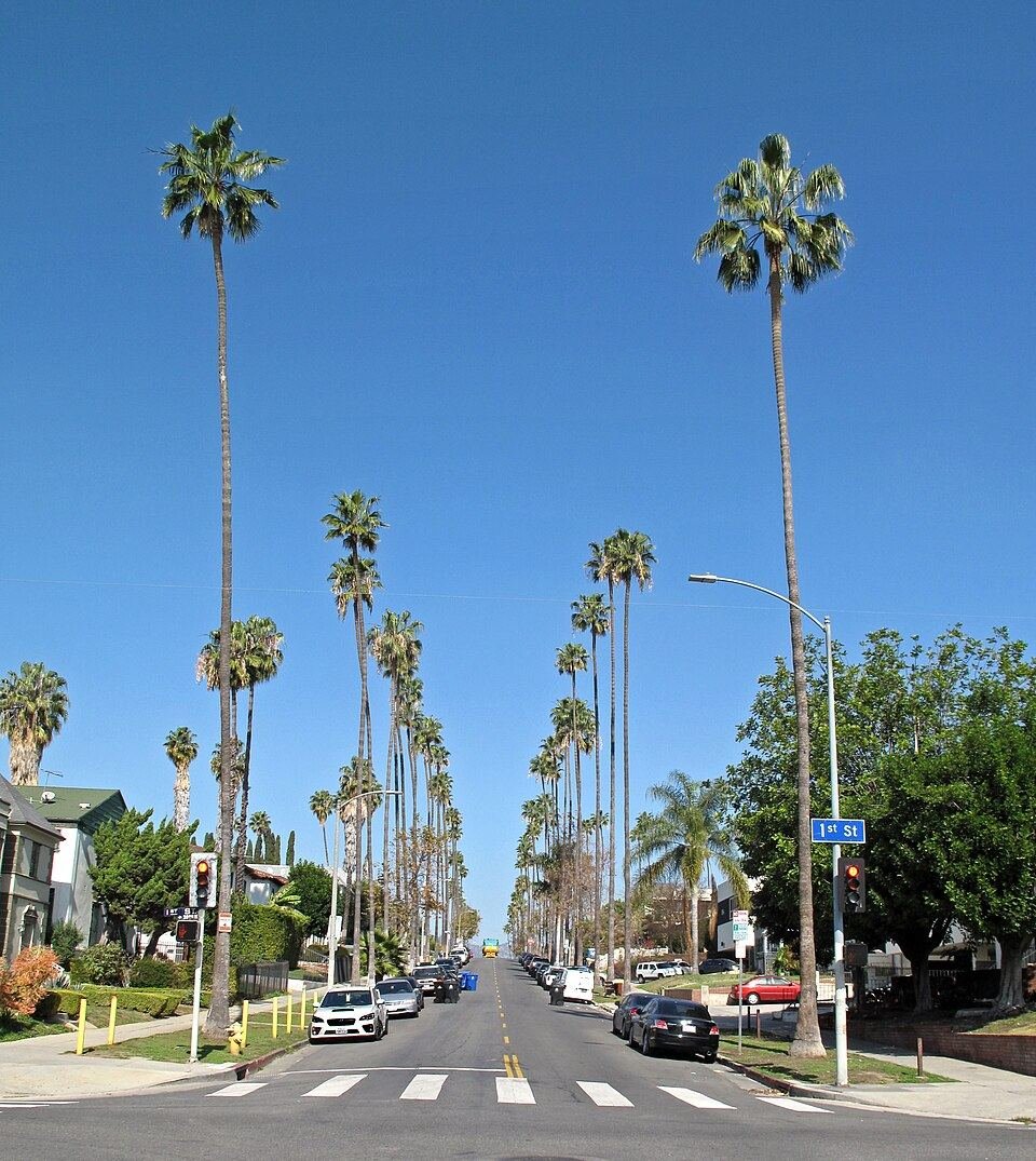 Mexican fan palm