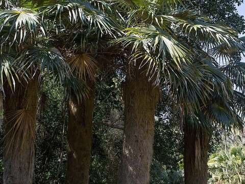 Old man palm cold hardiness