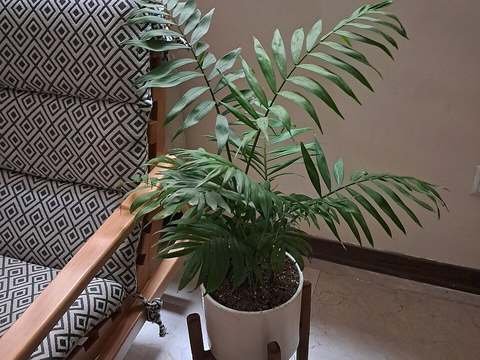 Parlor palm cold hardiness