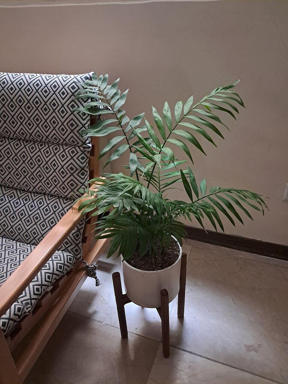 Parlor palm