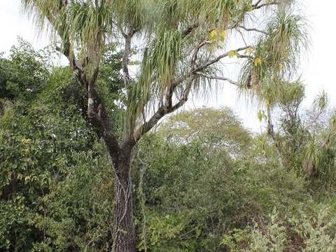 Ponytail palm cold hardiness
