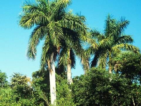 Royal palm cold hardiness