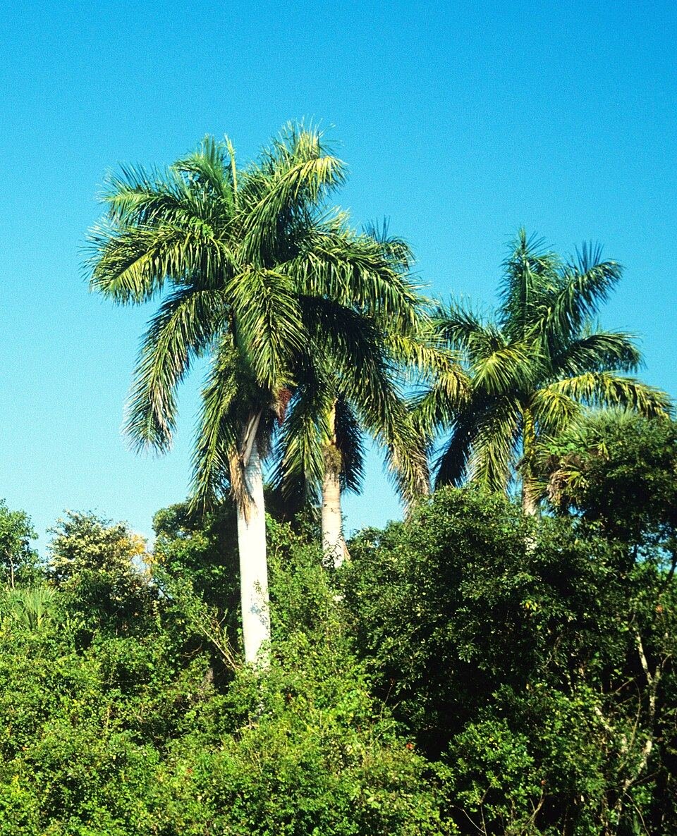 Royal palm