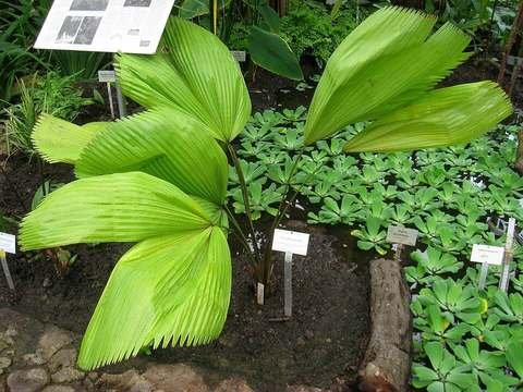 Ruffled fan palm cold hardiness