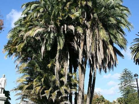 Senegal date palm cold hardiness