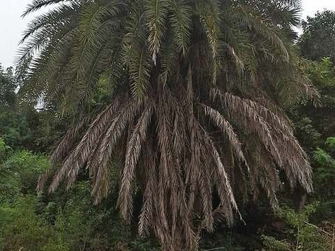 Silver date palm cold hardiness