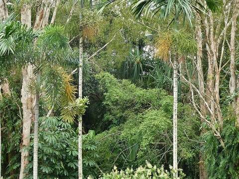 Solitaire palm cold hardiness