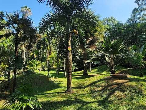 Spindle palm cold hardiness