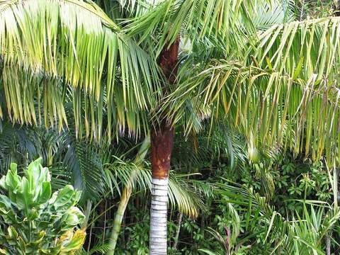 Teddy bear palm cold hardiness