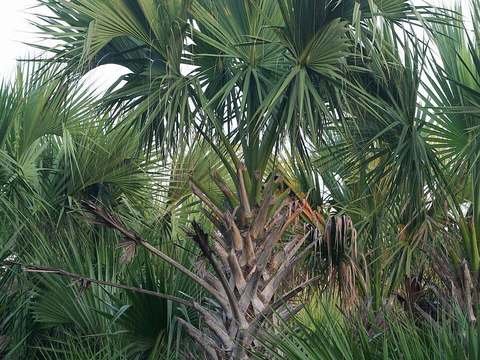 Texas palmetto cold hardiness