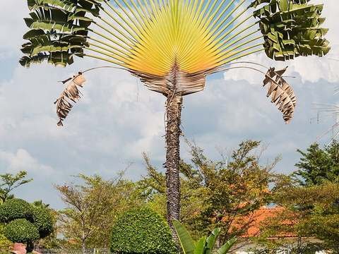 Traveler's palm cold hardiness